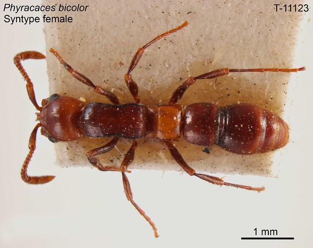 Ant specimen, male, dorsal view.