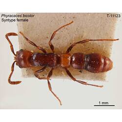 Ant specimen, male, dorsal view.
