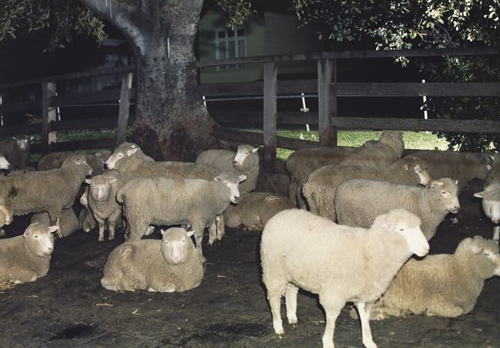 Sheep in Pen, Newmarket Saleyards, 1987
