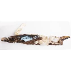 Dry bird skin with specimen labels.