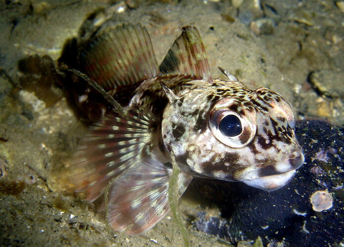 Close up of fish face.