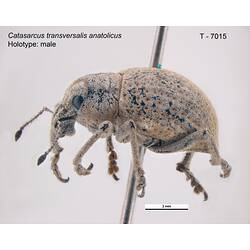 Weevil specimen, lateral view.