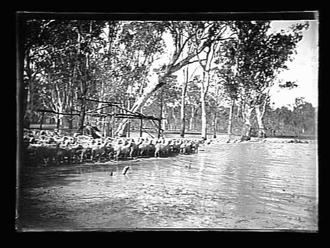[A man leading a flock of sheep through floodwaters, Murray River floodwaters, 1900s.]