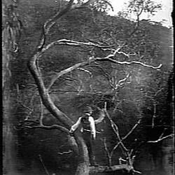 Glass Negative - 'Nest of the Wedge-Tailed Eagle', by A.J. Campbell, Werribee Gorge, Victoria, pre 1900