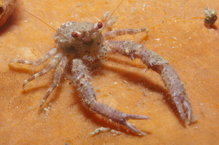 Australian Squat Lobster on orange sponge.