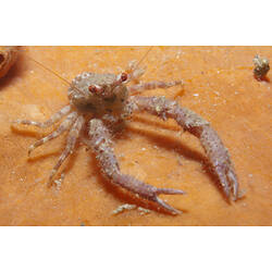 Australian Squat Lobster on orange sponge.