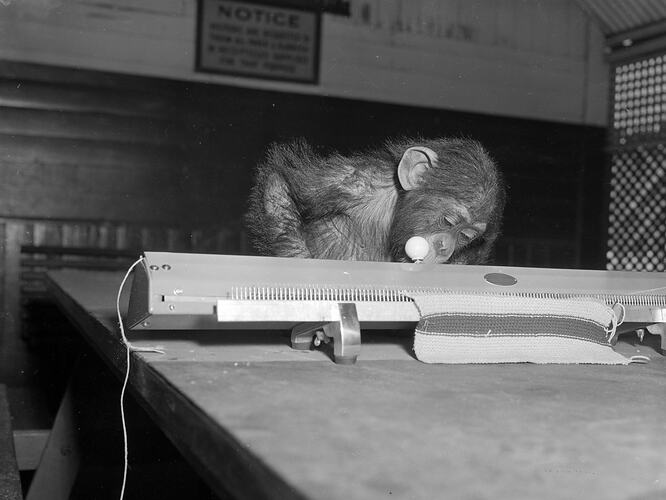 Monkey Using Knitting Machine, Melbourne, Victoria, 1953