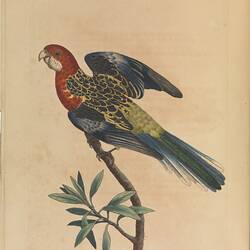 Rare Book - George Shaw, 'Zoology of New Holland', London, James Sowerby,1794