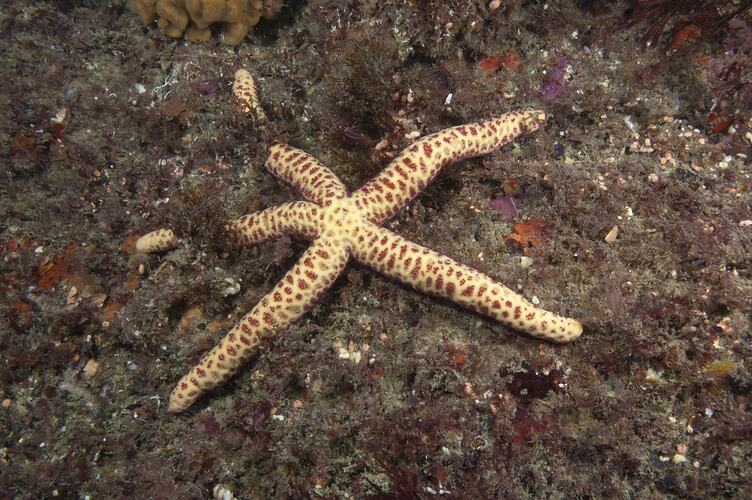 <em>Echinaster arcystatus</em>, seastar. Wilsons Promontory National Park, Victoria.