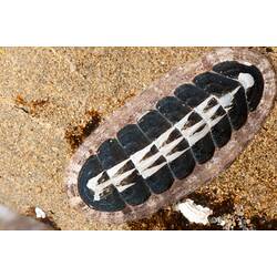 A pink, white and black Elongate Ischnochiton on a rock.