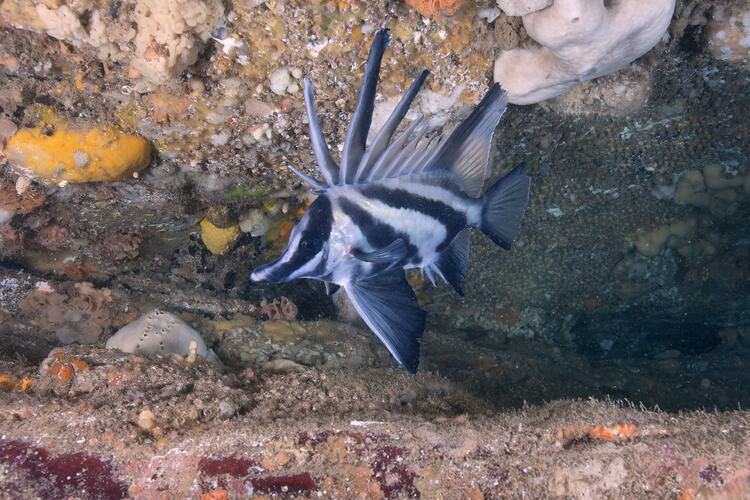 <em>Pentaceropsis recurvirostris</em>, Longsnout Boarfish. Bunurong Marine National Park, Victoria.