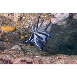 <em>Pentaceropsis recurvirostris</em>, Longsnout Boarfish. Bunurong Marine National Park, Victoria.