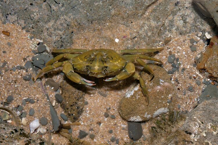 <em>Carcinus maenas</em>, European Shore Crab. Bunurong Marine National Park, Victoria.