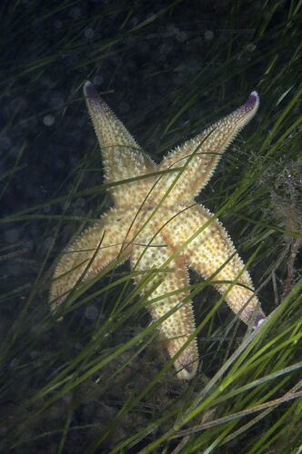 <em>Asterias amurensis</em>, Northern Pacific Seastar. St Leonards Jetty, Port Phillip, Victoria.