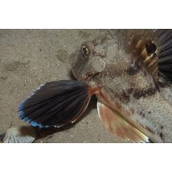 <em>Lepidotrigla papilio</em>, Spiny Gurnard. St Leonard's Jetty, Port Phillip, Victoria.