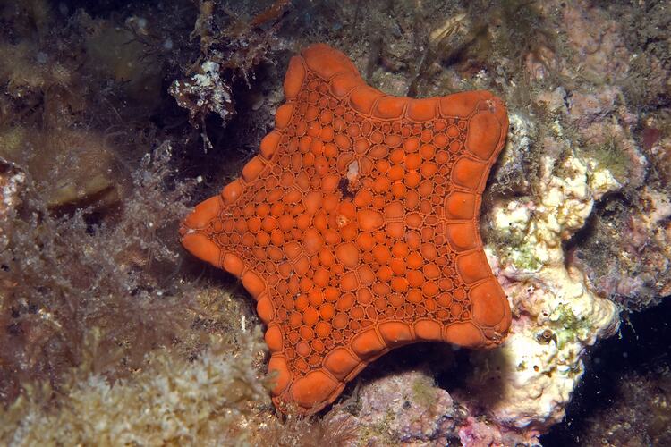 <em>Tosia australis</em>, Biscuit Star. Ricketts Point, Port Phillip, Victoria.