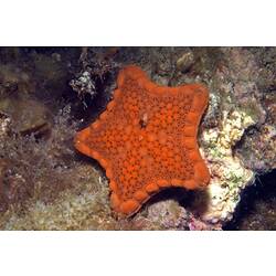 <em>Tosia australis</em>, Biscuit Star. Ricketts Point, Port Phillip, Victoria.