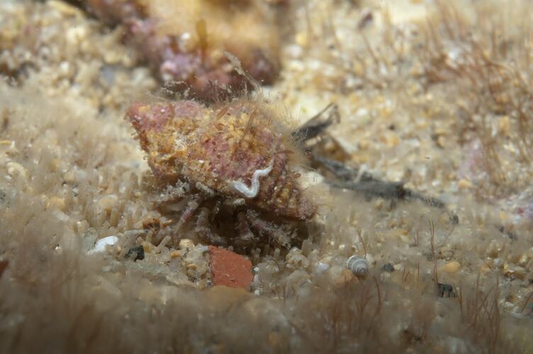 <em>Micropagurus acantholepis</em>, Tiny Hermit Crab. Portsea Pier, Port Phillip, Victoria.