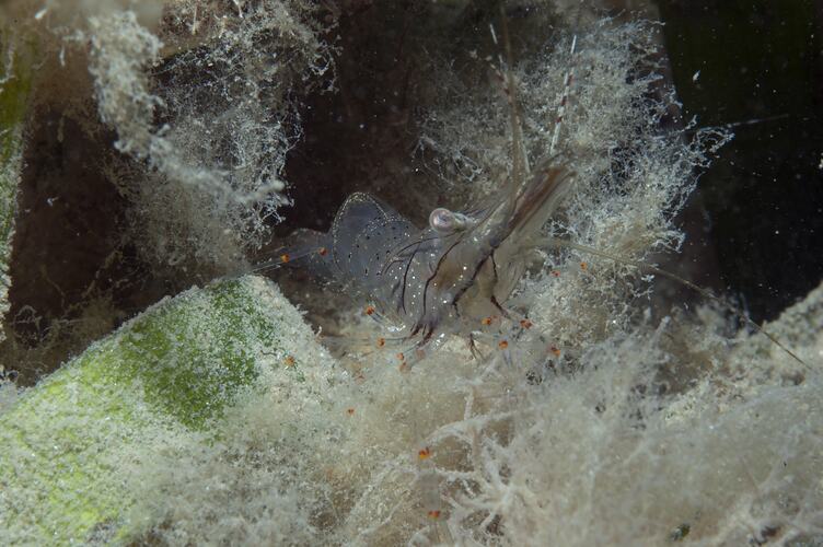 <em>Palaemon</em> sp., shrimp. Wilsons Promontory, Victoria.