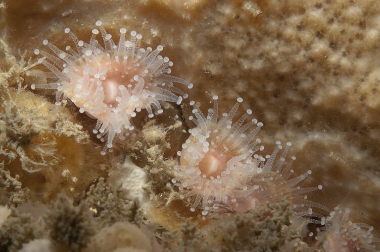 <em>Corynactis australis</em>, Jewel Anemone. Wilsons Promontory National Park, Victoria.