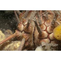 <em>Goniocidaris tubaria</em>, Thorny Sea Urchin. Western Port, Victoria.