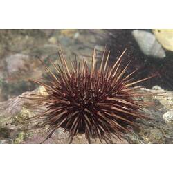 Red urchin with pale spines.