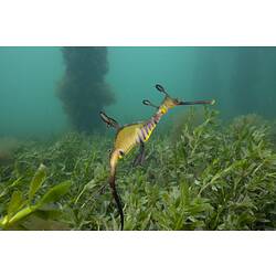 <em>Phyllopteryx taeniolatus</em>, Common Seadragon. Western Port, Victoria.