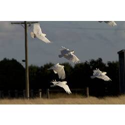 White cockatoos in flight.