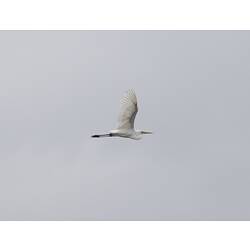 A Great Egret in flight, wings outstretched against a blue-grey sky.