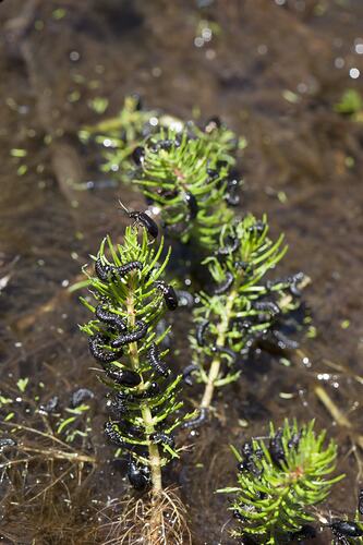 Order Coleoptera, beetle, adult and larva. Grampians National Park, Victoria.