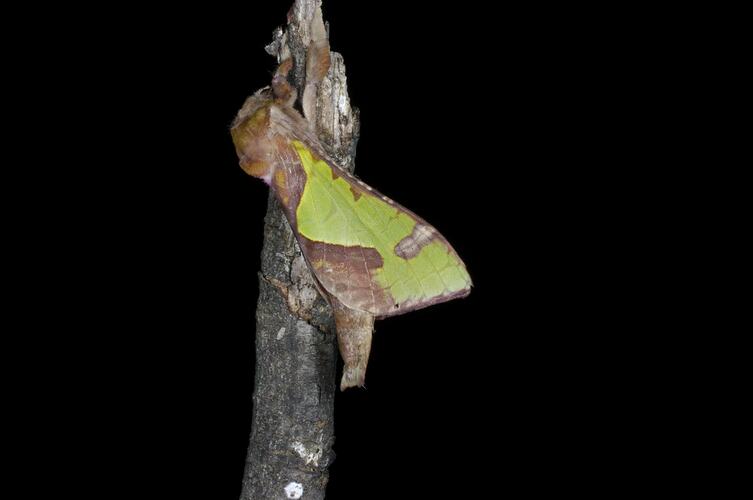 <em>Aenetus ligniveren</em>, Splendid Ghost Moth. Grampians National Park, Victoria.