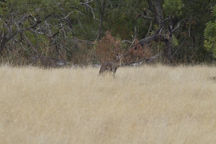 Grey kangaroo sitting in dry grass.