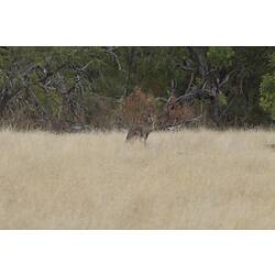 Grey kangaroo sitting in dry grass.
