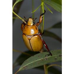 <em>Anoplognathus</em> sp., Christmas Beetle. Grampians National Park, Victoria.