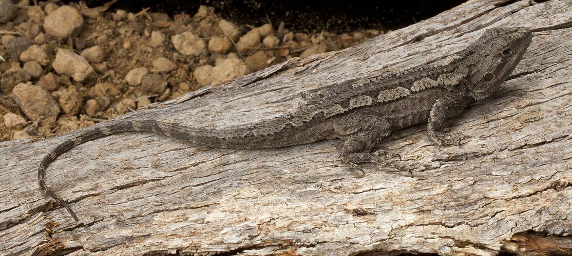 Grey patterned, spiky lizard with long tail.