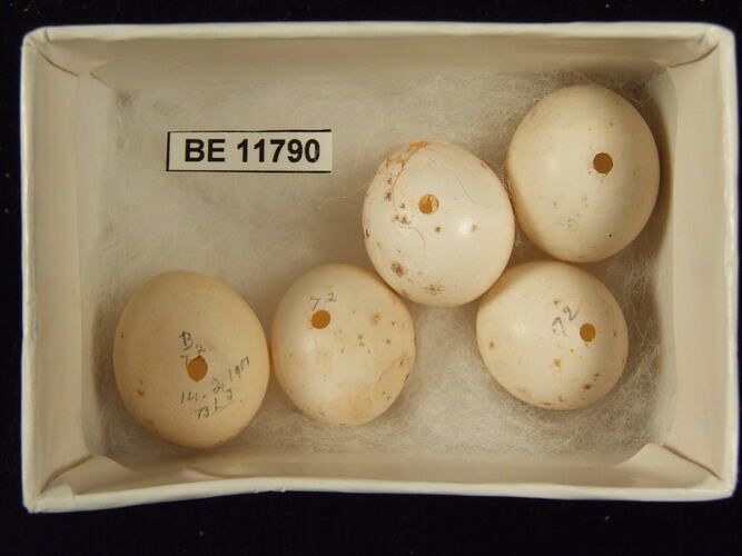 Five bird eggs with specimen label in box.