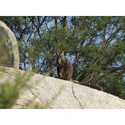 Wallaby on rocky outcrop.