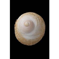 <em>Sigapatella calyptraeformis</em>, Shelf Limpet, shell.  Registration no. F 180033.