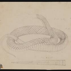 Pencil illustration - Pseudechys porphyriacus, The Black Snake, by Arthur Bartholomew
