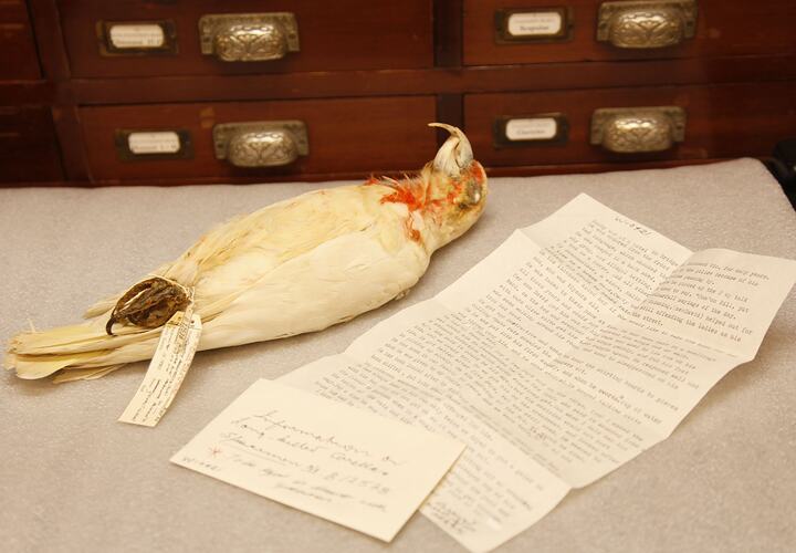 Corella specimen beside typed letter in front of wooden drawers.