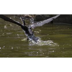 <em>Microcarbo melanoleucos</em>, Little Pied Cormorant. Carlton Gardens, Melbourne, Victoria.