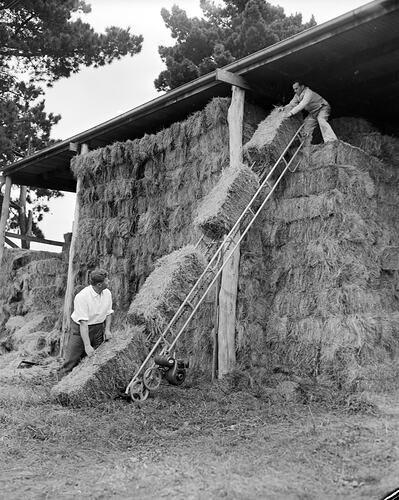 Mobile Industrial Equipment, Men with Haystack, Scoresby, Victoria, 26 May 1959