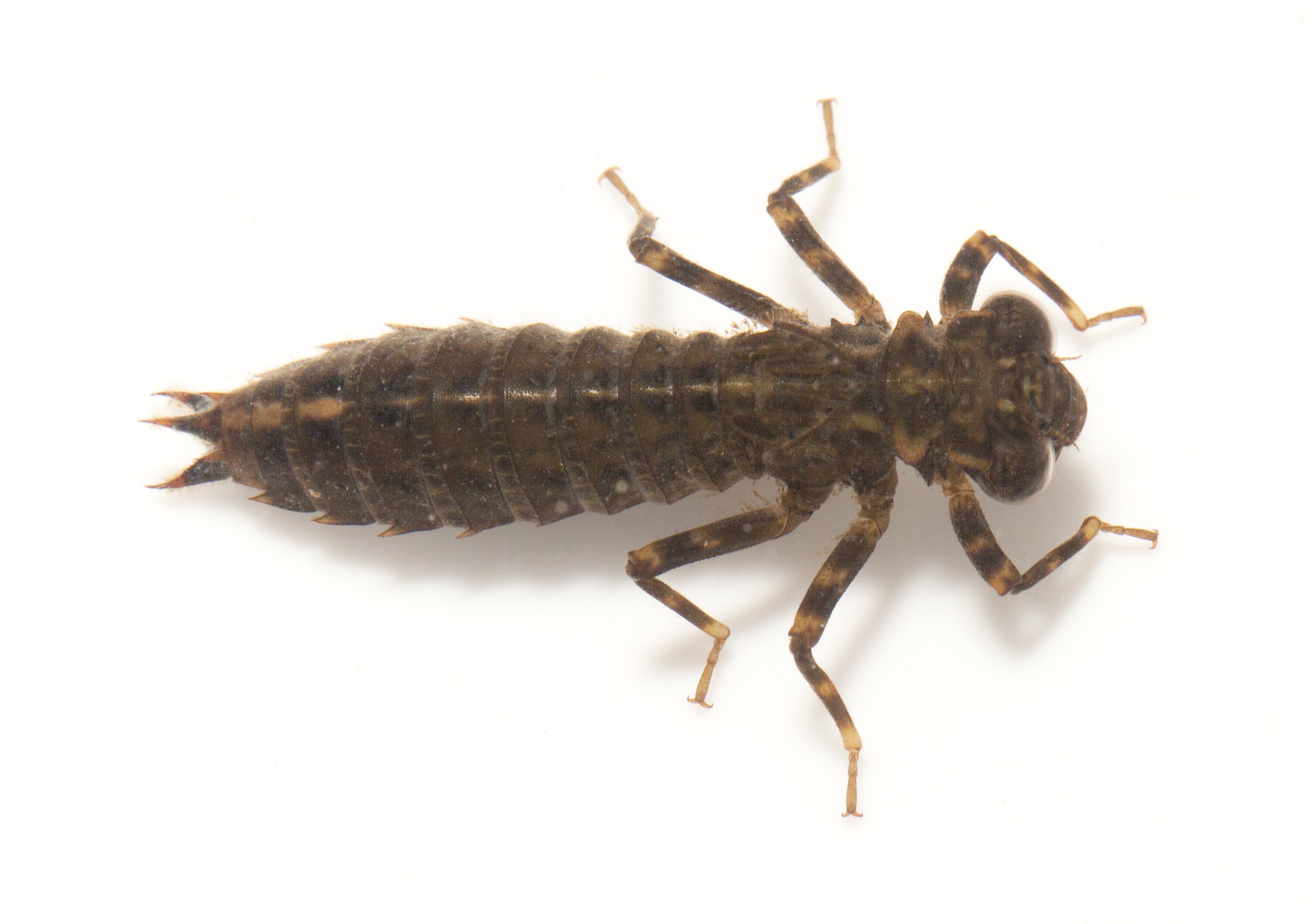 Western Dragonfly Nymph