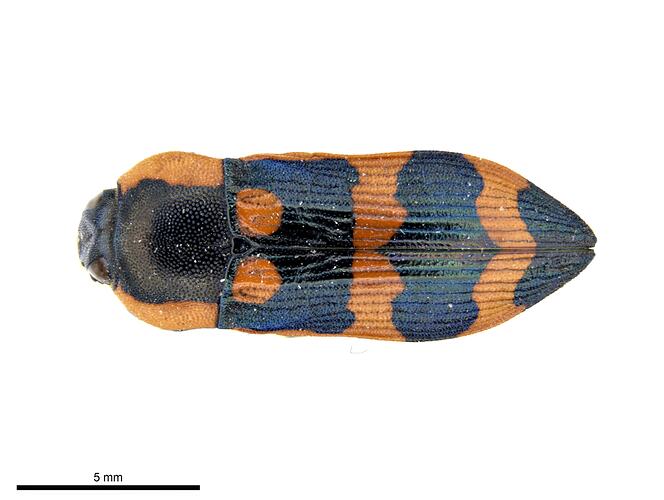 Pinned red and black jewel beetle specimen, dorsal view.