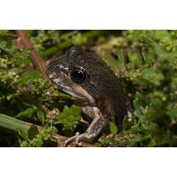 <em>Limnodynastes dumerilii</em>, Eastern Banjo Frog. Budj Bim Cultural Heritage Landscape, Victoria.