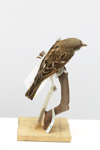 Taxidermied Sparrow with labels mounted on branch, rear view.