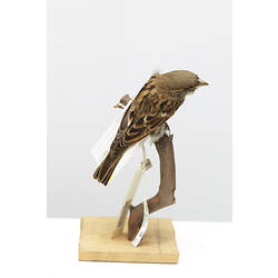 <em>Passer domesticus domesticus</em>