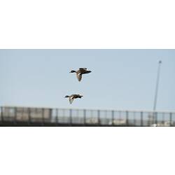 Two ducks in flight, urban structure in background.