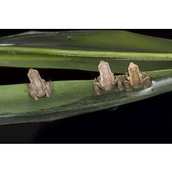 Three frogs sitting on a long leaf blade, dorsal view.