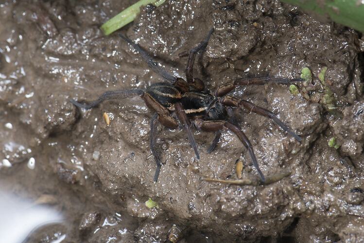 Brown and black spider on mud.